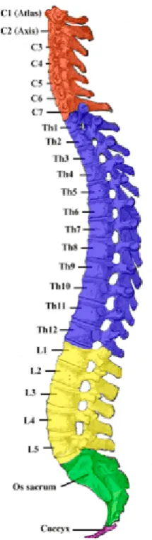 Figure 3 : Vertebral column 