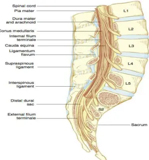 Figure 5 : Intrathecal Space 