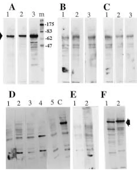 Fig. 2.(Continued)