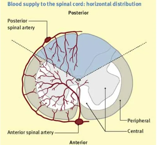 FIGURE 6: BLOOD SUPPLY OF SPINAL CORD 