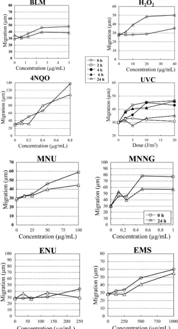 Fig. 3. Comet assay of DNA taken from WTK1 cells following  to various sampling periods
