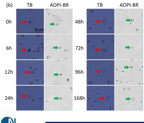 Figure 1. Time-course viability of room temperature-incubated Jurkat cells 