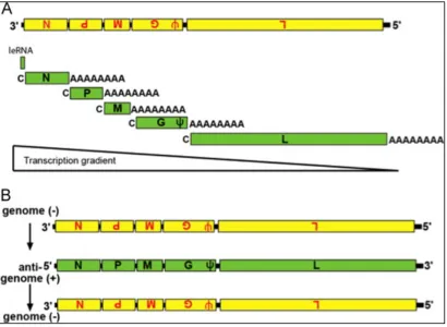 Figure 3. Transcription and Replication of VSV Genome (Adapted from reference (6) with permission) 