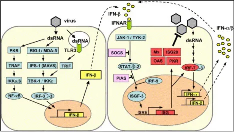 Figure 4. Interferon pathway (Adapted from reference (2) with permission) 