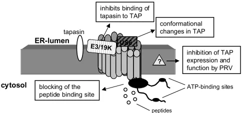 Fig. 5.Viral interference with TAP function. The majormechanisms of viral proteins interfering with TAP function areschematically represented