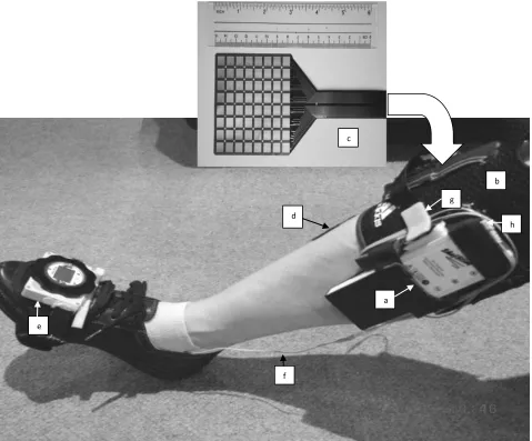 Figure 1: ShefStim (medial view of leg during AS) 