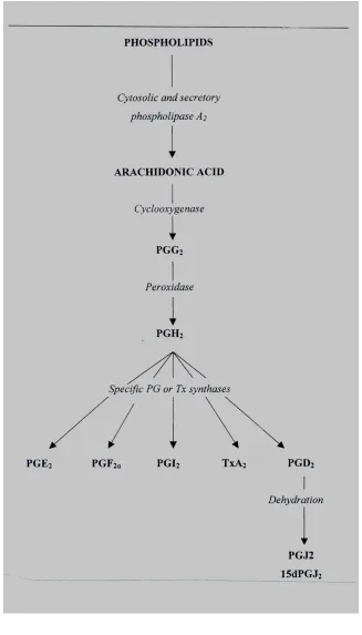 Fig 1 : shows the biosynthesis of prostaglandins 30