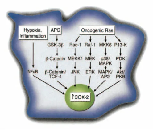 Fig3 :  Shows COX-2 activation pathways 47 