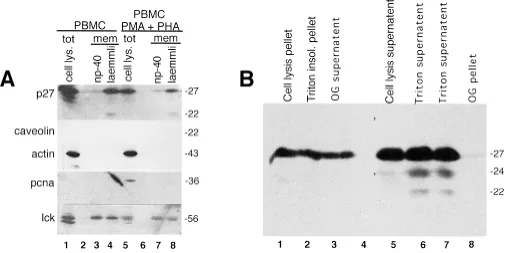 Fig. 4.Presence of p27 in detergent-insoluble membrane domains. (A) Insolubility of p27 in NP-40