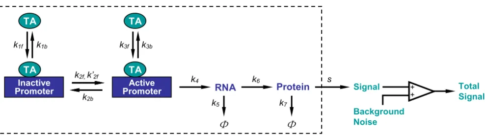 Figure 2Structure of the stochastic model for binary gene induction