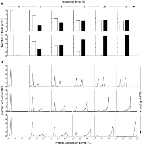 Figure 5Effect of mRNA and protein half-lives and induction time on the appearance of protein expression histograms