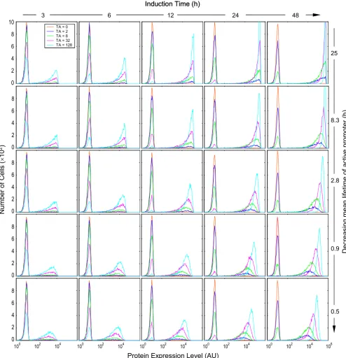 Figure 6Effect of the mean lifetime of active promoter (1/k2b) and induction time on the appearance of protein expression histograms