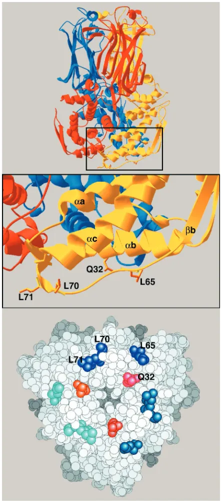 FIG. 3. VP6 trimer, with a close-up of the domain that interactswith VP2. In the top panel, the threefold symmetry axis is vertical and