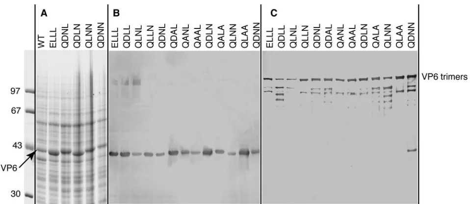 FIG. 5. VLP2/6 formation by rotavirus VP2 and mutated VP6 pro-teins. Sf9 cells were either infected with a recombinant baculovirus