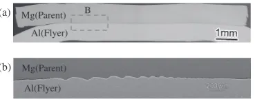 Fig. 3Cross section of the Al/Mg lap joint. (a) Optical micrograph ofbulging region. (b) Backscattered electron image of the weld interface.
