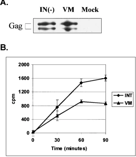 TABLE 2. Replication of PFV RT-V313M mutant in FAB cells