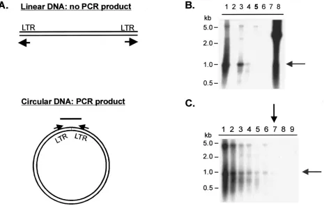FIG. 4. Detection of PFV 2LTR circles in transfected cells. 293T cells were transfected with CMV-driven viral plasmids or mock plasmid, andgenomic DNA was isolated 4 days posttransfection and subjected to PCR