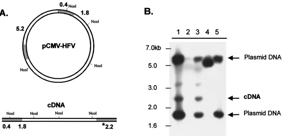 FIG. 6. 3TCTP inhibition curves for HIV-1, FV D/A-RT, and FVD/A-RTVM recombinant RTs. Polymerization by puriﬁed recombi-