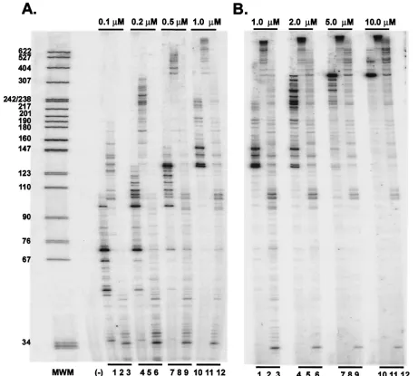 FIG. 7. Primer extension at various dNTP concentrations by HIV-1, FV D/A-RT, and FV D/A-RTVM recombinant RTs
