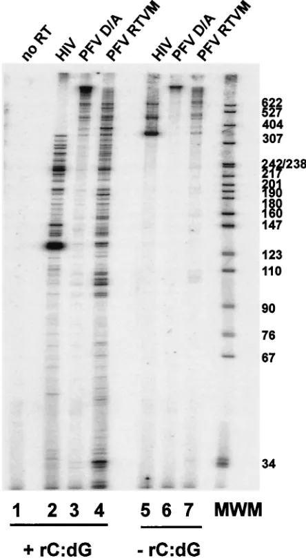 FIG. 8. Primer extension and processivity of HIV-1, FV D/A-RT,and FV D/A-RTVM recombinant RTs