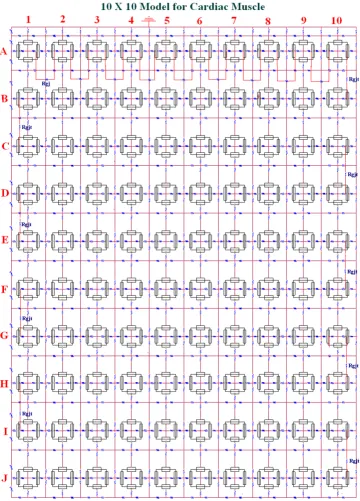 Figure 1Block diagram of circuit used for the 10 × 10 model of 100 cardiac muscle cells bathed in Ringer solutionBlock diagram of circuit used for the 10 × 10 model of 100 cardiac muscle cells bathed in Ringer solution