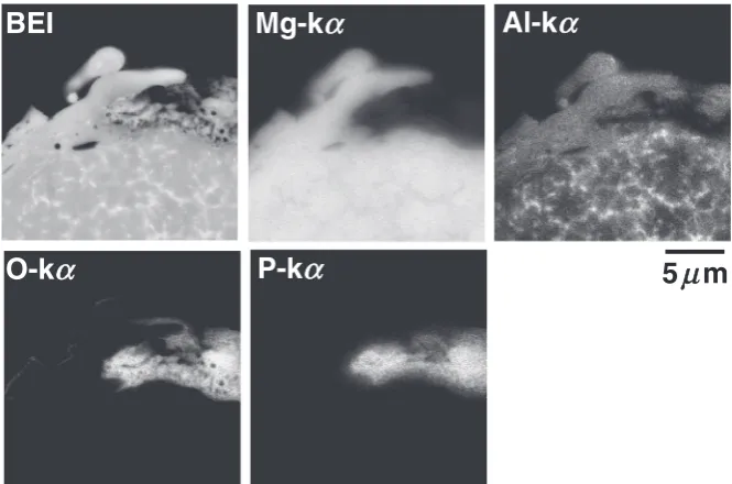 Fig. 10Backscattered electron image and X-ray maps for magnesium, aluminum, oxygen, and phosphorus of the anodized AZ91Dspecimen by FE-EPMA analysis after laser irradiation.