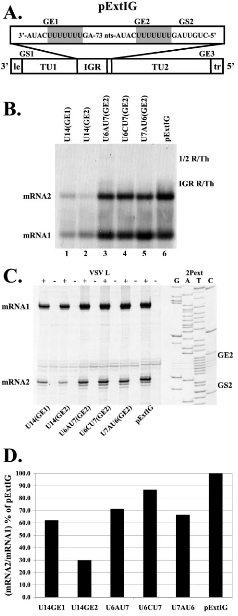 FIG. 4. Analysis of RNAs transcribed by subgenomic repliconswith U14 tracts in either GE1 or GE2