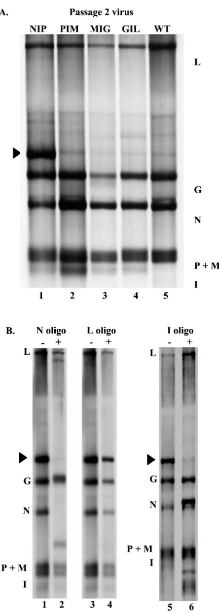 FIG. 3. RNA synthesis directed by viruses having an additionalgene inserted at each of the viral gene junctions following two addi-