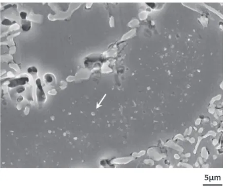 Fig. 9Variation of Vickers hardness for structure phases of �-Al and �-Al+Si eutectic in Al-10 mass%Si-0.8 mass%Mg alloy casting isothermal-aged at 473 K.