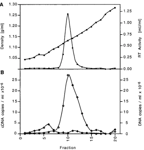 FIG. 1. Colocalization of RT activity and PyT2RV RNA on thesucrose density gradient of PyT2 culture supernatant