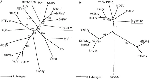 FIG. 3. Phylogenetic analysis of PyT2RV. (A) Analysis of polymerase protein (211 aa, nt 2609 to 3241)