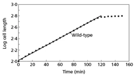 Figure 8Growth in length of a single wild-type cell of S pombeGrowth in length of a single wild-type cell of S