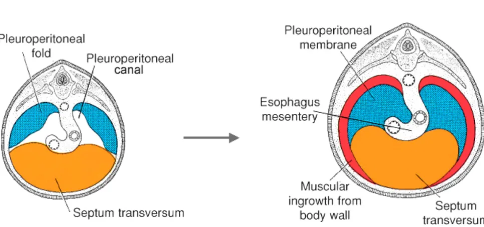 Figure 3Diaphragm morphogenesisand 4 months Diaphragm morphogenesis. Classical description of the origins of the human muscular diaphragm, depicted at 5 weeks (A) (B) of gestation