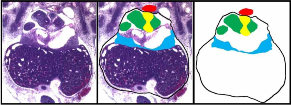 Figure 7Collection of tissue boundary dataCollection of tissue boundary data. Transverse section of an E11.5 mouse embryo, with superimposed digital tracings of the body wall (black line), PPF (blue shading), lungs (green shading), esophageal mesentery (yellow shading) and dorsal aorta (red shading).