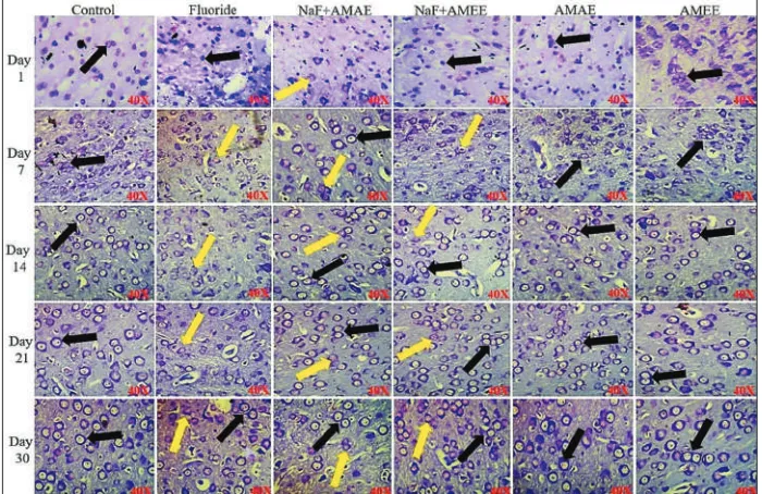Figure 6: Cerebral cortex region of rat brain stained with H and E stain. Protective effect of Abelmoschus moschatus seed extract on rat brain exposed to NaF