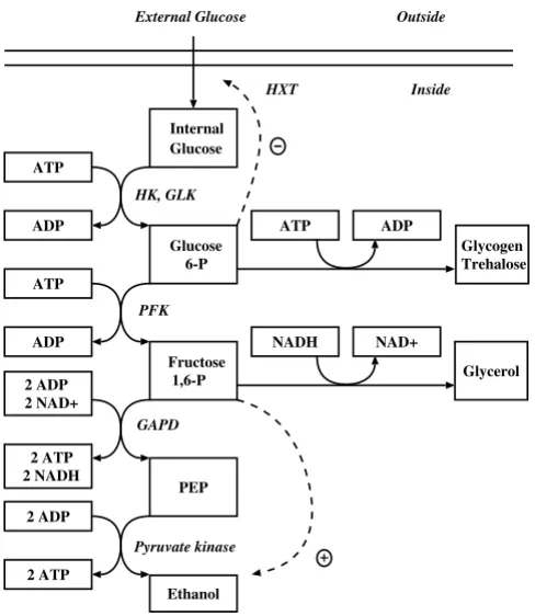 Figure 7GMA model equations for fermentation model in Figure 6−GMA model equations for fermentation model in Figure 6