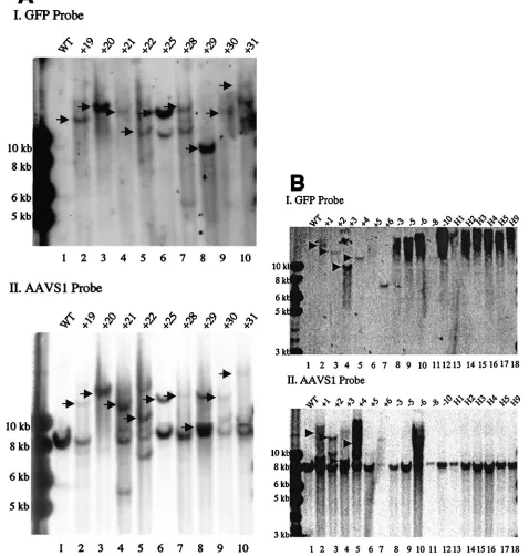 FIG. 2. Southern blot analysis of site-speciﬁc integration in Gli36 cells. Cellular genomic DNA was cut with Ecospeciﬁc GFPbands in I