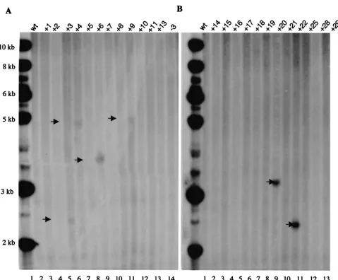 FIG. 3. Southern blot analysis of integration of rep14, DNA from cells infected with HLIGN