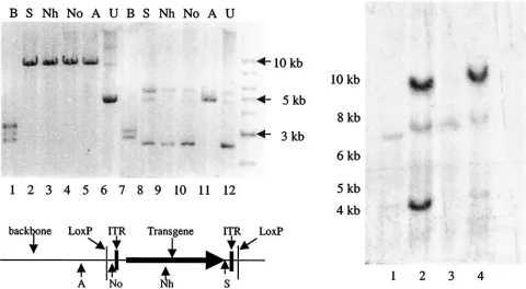 FIG. 4. Conﬁrmation of deconcatenation of amplicon vectors via Cre-loxP9 kb in length and is composed of a 5-kb plasmid backbone and a 4-kbthe amplicon concatemer, the plasmid backbone, in turn, is also ﬂanked by thederived from bacteria transformed with H