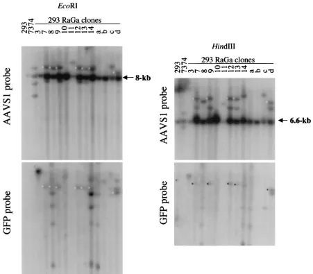 FIG. 7. Southern analysis of 293 RaGa cell clones. Total genomic DNA was digested with Ecohybridized to the AAVS1 probe and then rehybridized to the GFP probe