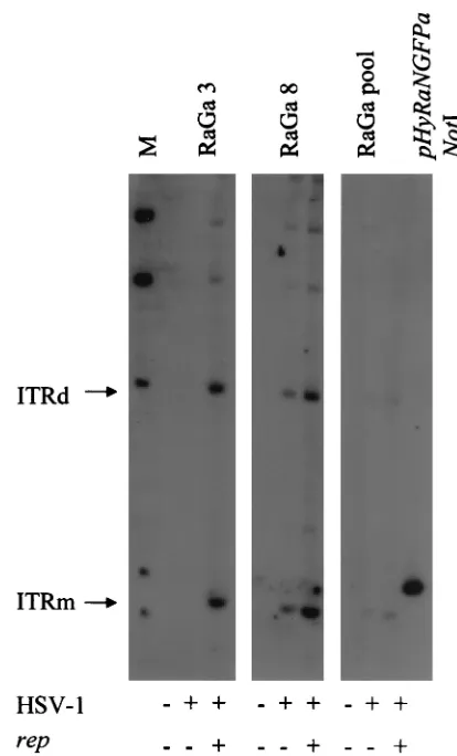FIG. 6. Southern analysis of rescue and replication of transgenecassette from 293 RaGa cells