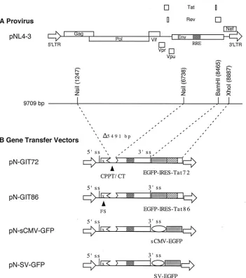 FIG. 1. Schematic representation of HIV-1 provirus (A) and gene transfer vectors (B). The HIV-1 vectors are based on the molecular clonepNL4-3 (GenBank accession no