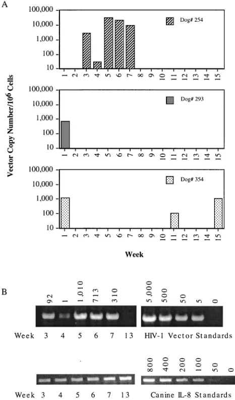 FIG. 4. Semiquantitative nested PCR analysis for vector sequencesof peripheral blood MNC from dogs transplanted with autologous