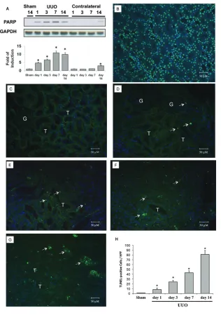 Figure 1. Cleaved PARP and apoptosis in rat kidneys subjected to UUO. The left kidneys ofmale Wistar rats were subjected to UUO as described in Materials and Methods