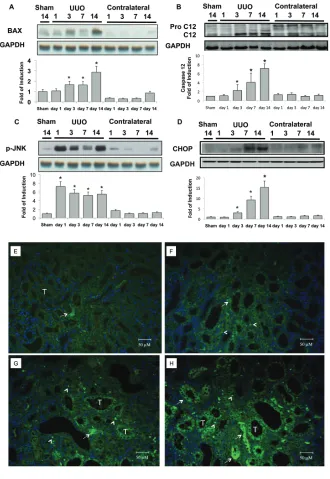 Figure 4. Activation of ER stress–related proapoptotic signals in the UUO kidney. UUO grad-group