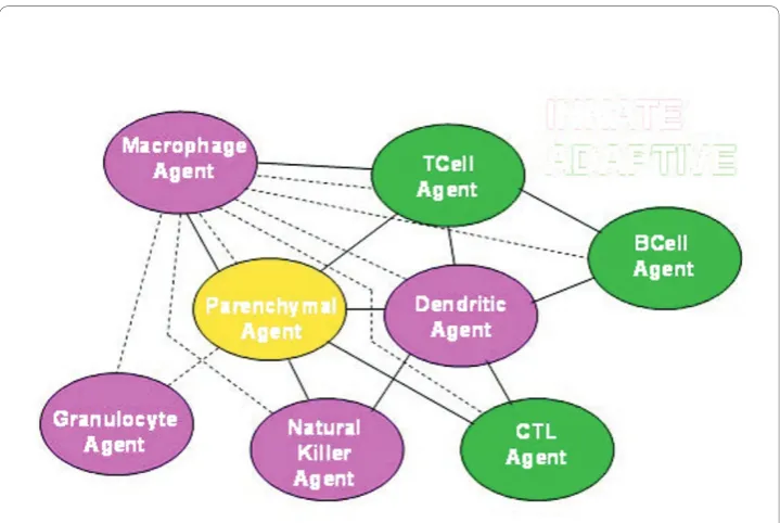 Figure 1 The BIS_2010 agents representing nodes in a static representation of the immunenetwork