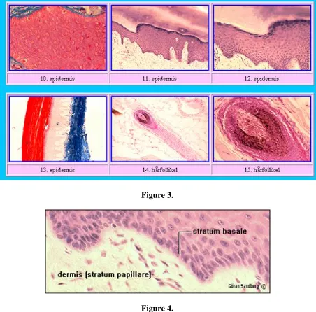 Figure 3.  