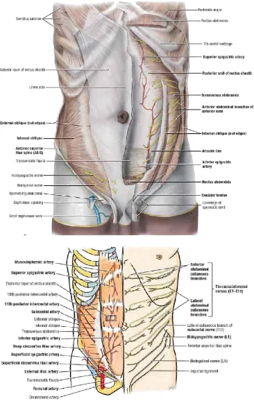 Figure 1: Anatomy of anterior abdominal wall 