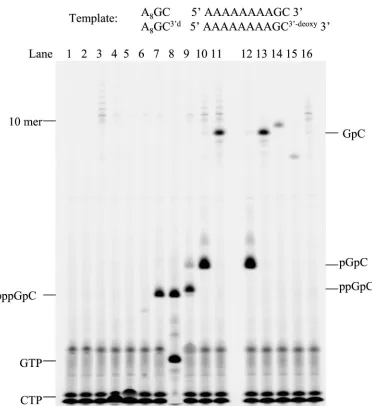 FIG. 1. Formation of initiation products in NS5B de novo RNA synthesis using oligoribonucleotide 5�contained 20-A8GC-3� as a template