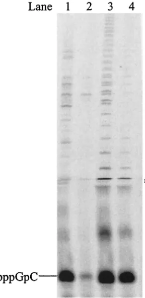 FIG. 7. Effect of Mn2GTP, 1 mM UTP, 5 mM concentration of a metal cofactor, and 20concentration of an RNA template as listed